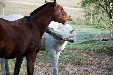 Horses playing - Fauna - MORE IMAGES. Photo #44394