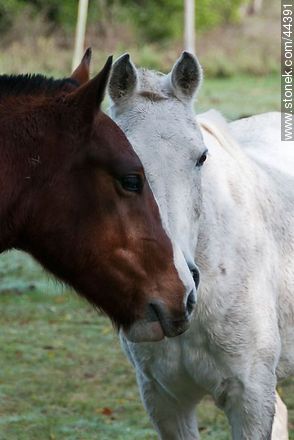 Juego de caballos - Fauna - IMÁGENES VARIAS. Foto No. 44391