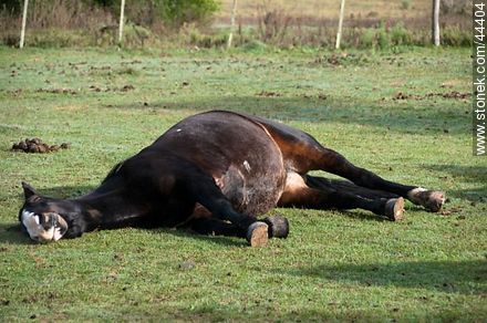 Resting horse - Fauna - MORE IMAGES. Photo #44404