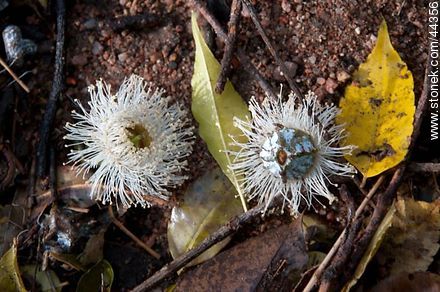 Eucalyptus Flower - Flora - MORE IMAGES. Photo #44356