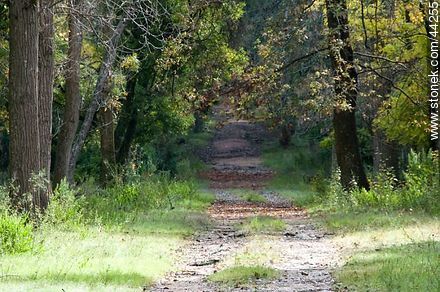 Camino al bosque de robles - Departamento de Florida - URUGUAY. Foto No. 44255