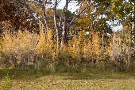 Young silver poplars in autumn - Department of Florida - URUGUAY. Photo #44242