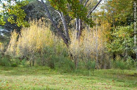 Young silver poplars in autumn - Flora - MORE IMAGES. Photo #44241