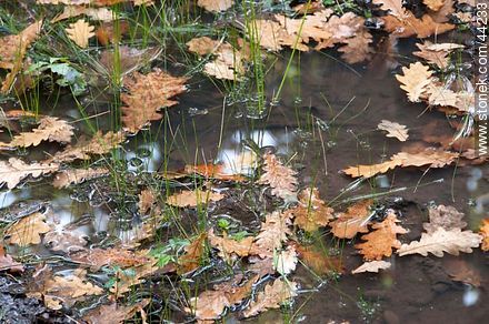 Dry oak leaves floating in a puddle of water - Department of Florida - URUGUAY. Photo #44233