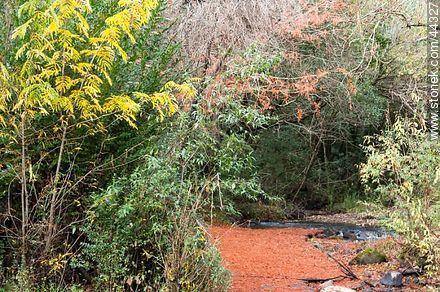 Arroyo Timote. Red fallen leaves bald cypress. - Department of Florida - URUGUAY. Photo #44327