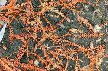 Rojizo de hojas caídas de ciprés calvo -  - IMÁGENES VARIAS. Foto No. 44325