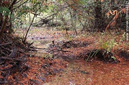 Rojizo de hojas caídas de ciprés calvo - Departamento de Florida - URUGUAY. Foto No. 44321