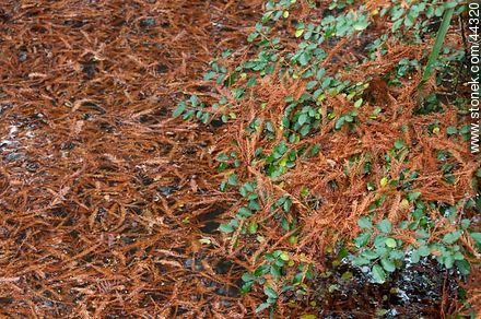 Rojizo de hojas caídas de ciprés calvo - Departamento de Florida - URUGUAY. Foto No. 44320