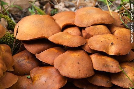 Mushrooms - Flora - MORE IMAGES. Photo #44307