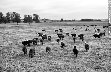 Hereford cattle. -  - MORE IMAGES. Photo #45158