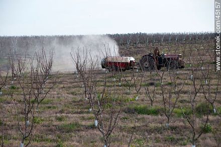 Spraying the orchard. - Department of Montevideo - URUGUAY. Photo #45157