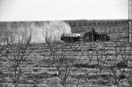 Spraying the orchard. -  - MORE IMAGES. Photo #45156
