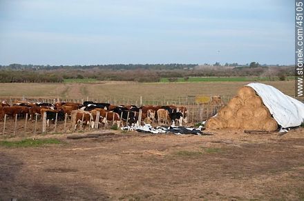 Cattle ranch. - Department of Montevideo - URUGUAY. Photo #45105
