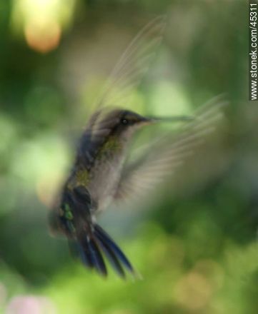 Hummingbird - Fauna - MORE IMAGES. Photo #45311