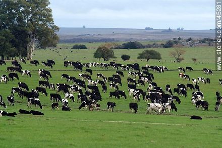 Holstein cattle - Fauna - MORE IMAGES. Photo #45281