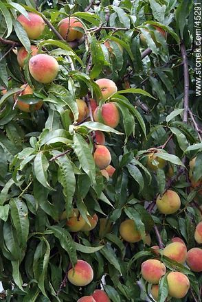 Peach-tree - Flora - MORE IMAGES. Photo #45291