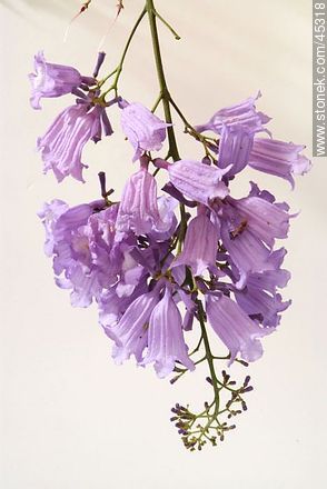 Flor de jacarandá - Flora - IMÁGENES VARIAS. Foto No. 45318