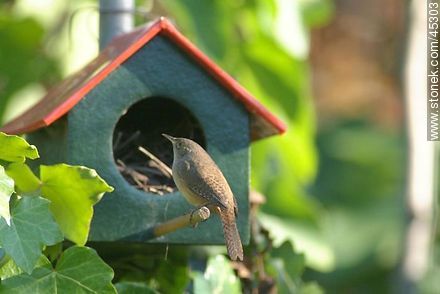House Wren  - Fauna - MORE IMAGES. Photo #45303