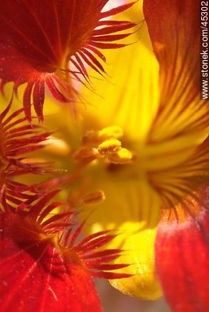 Flor amarilla y roja - Flora - IMÁGENES VARIAS. Foto No. 45302