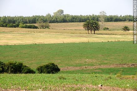 Fields for cattle grazing -  - URUGUAY. Photo #45439