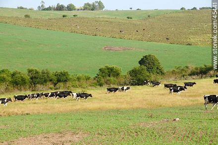Cattle grazing in the field -  - URUGUAY. Photo #45441