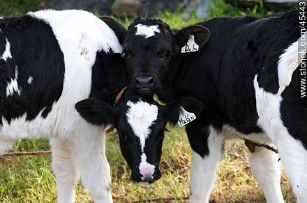 Holstein calves - Fauna - MORE IMAGES. Photo #45443