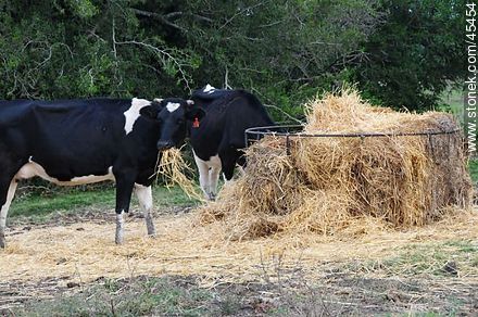 Cows fed forage - Fauna - MORE IMAGES. Photo #45454