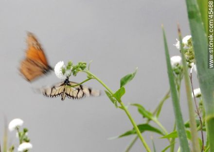 Flying butterflies - Department of Maldonado - URUGUAY. Photo #45468