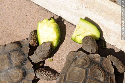 Tortugas de tierra comiendo zapallitos - Fauna - IMÁGENES VARIAS. Foto No. 45484