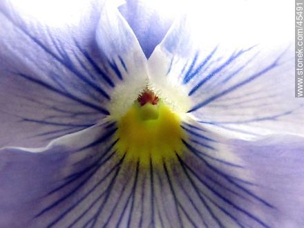 Pensamiento lila - Flora - IMÁGENES VARIAS. Foto No. 45491
