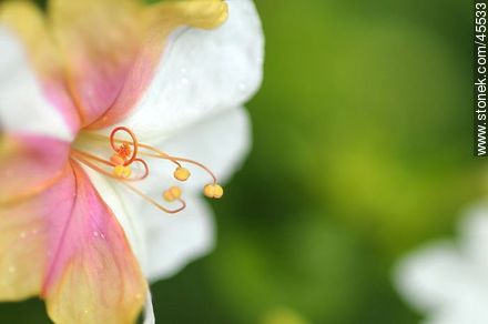 four o'clock flower or marvel of Peru - Flora - MORE IMAGES. Photo #45533