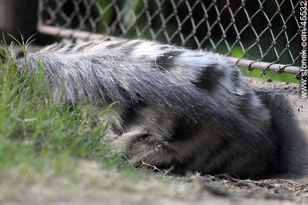 Back of striped hyena in a zoo - Department of Montevideo - URUGUAY. Photo #45532