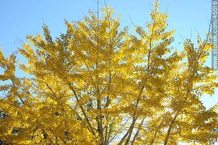 Yellow leaves of a linden tree - Lavalleja - URUGUAY. Photo #45516