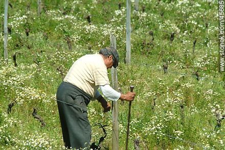 Elder hoeing the field - Department of Canelones - URUGUAY. Photo #45685