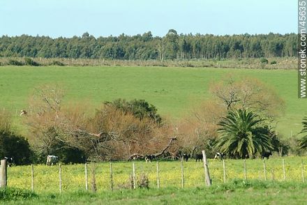 Fields of Canelones - Department of Canelones - URUGUAY. Photo #45635
