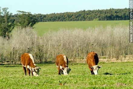 Hereford cattle - Fauna - MORE IMAGES. Photo #45628