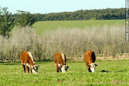 Hereford cattle - Department of Canelones - URUGUAY. Photo #45627