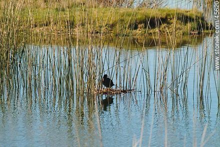 Laguna to the side of Route 11. Coot white - winged and its nest. - Department of Canelones - URUGUAY. Photo #45620