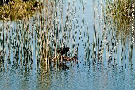 Laguna a la vera de la ruta 11. Gallareta chica con su nido. - Departamento de Canelones - URUGUAY. Foto No. 45619