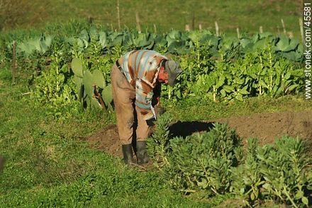 Elder plowing the land. - Department of Canelones - URUGUAY. Photo #45581
