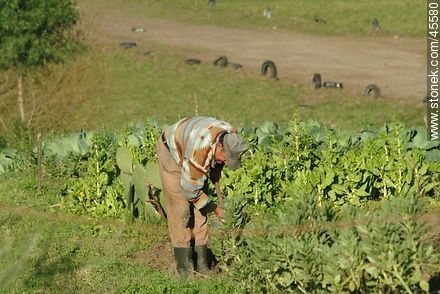 Elder plowing the land. - Department of Canelones - URUGUAY. Photo #45580
