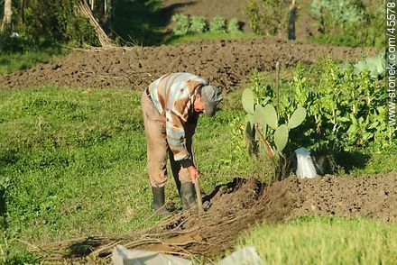 Elder plowing the land. - Department of Canelones - URUGUAY. Photo #45578