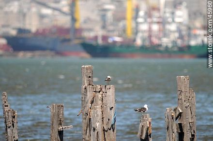 Gaviotas en postes en la bahía - Departamento de Montevideo - URUGUAY. Foto No. 45960