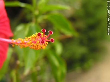Flor de hibisco rojo - Flora - IMÁGENES VARIAS. Foto No. 46148
