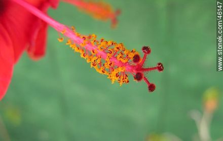 Flor de hibisco rojo - Flora - IMÁGENES VARIAS. Foto No. 46147