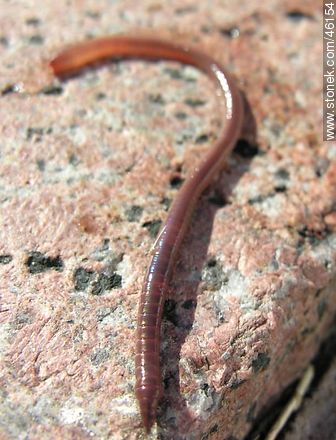 Worm - Fauna - MORE IMAGES. Photo #46154