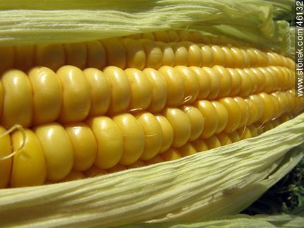 Sweet corn - Flora - MORE IMAGES. Photo #46132