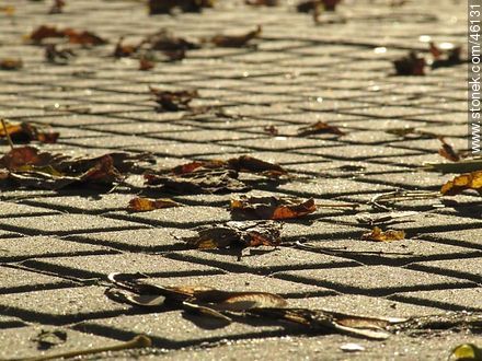 Autumn leaves on the sidewalk -  - MORE IMAGES. Photo #46131