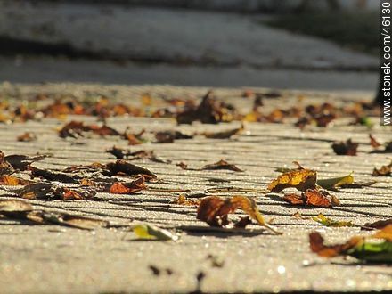 Hojas de otoño en la vereda -  - IMÁGENES VARIAS. Foto No. 46130