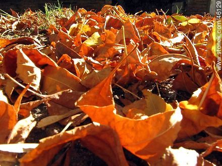 Hojas de otoño - Flora - IMÁGENES VARIAS. Foto No. 46129